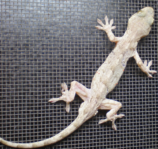 japonicus.png